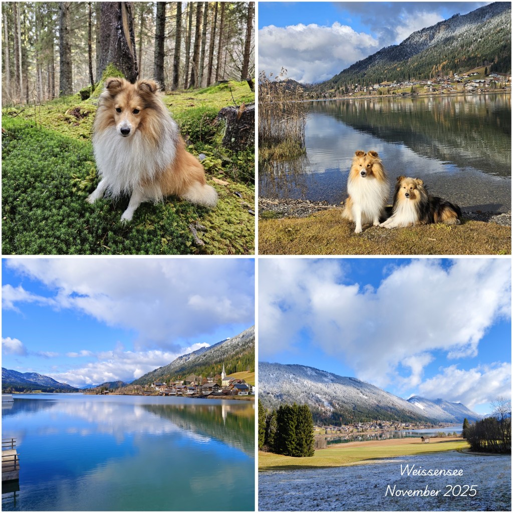 photocollage_20251118191447293