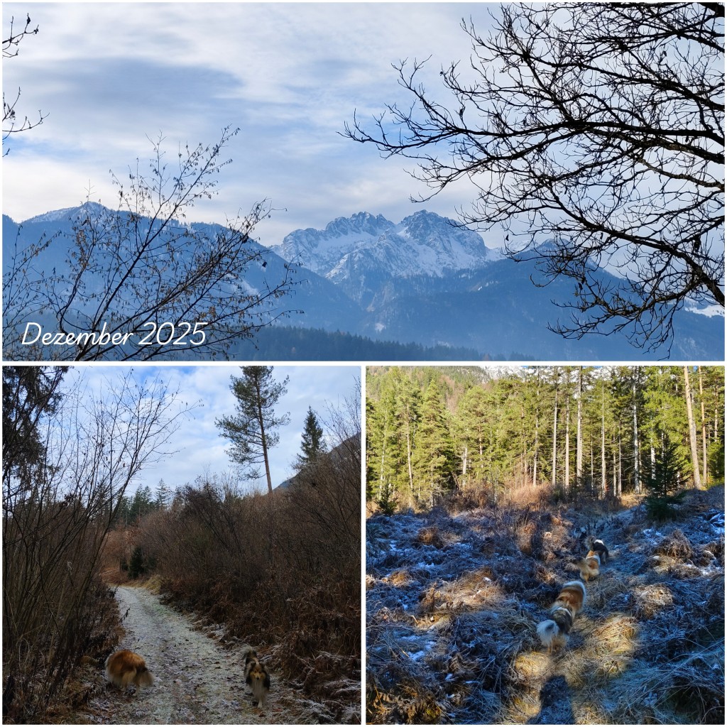 photocollage_2025121121335826