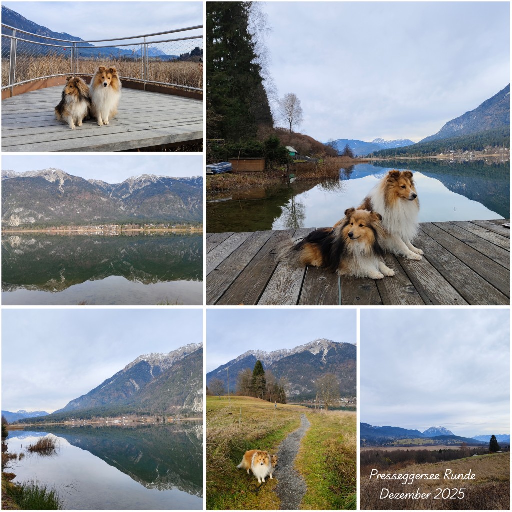 photocollage_202512814482328