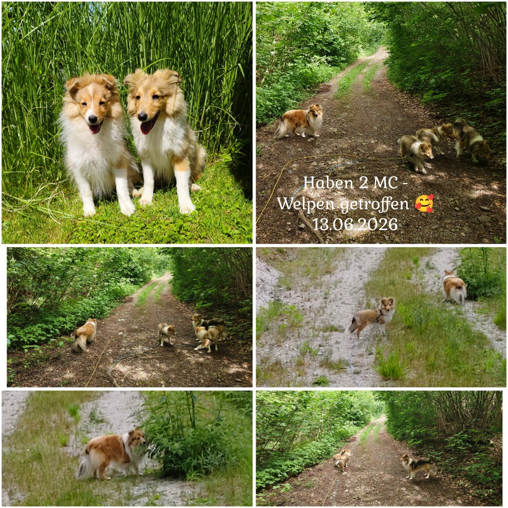 photocollage_2026613115010788