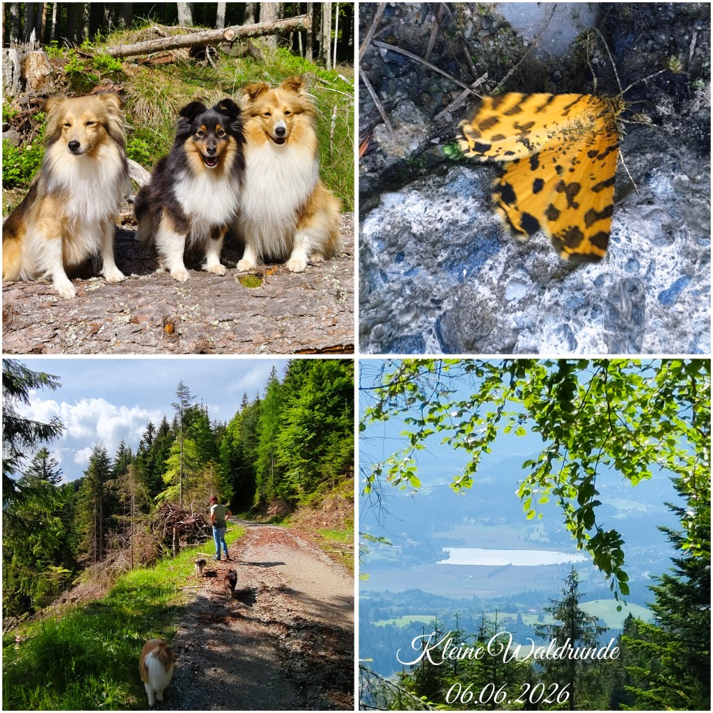 photocollage_20266620457992