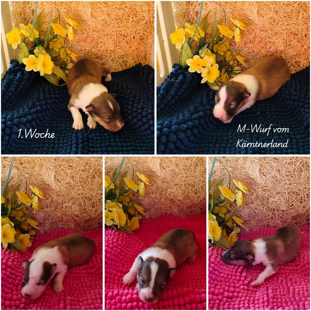 photocollage_202621811542831