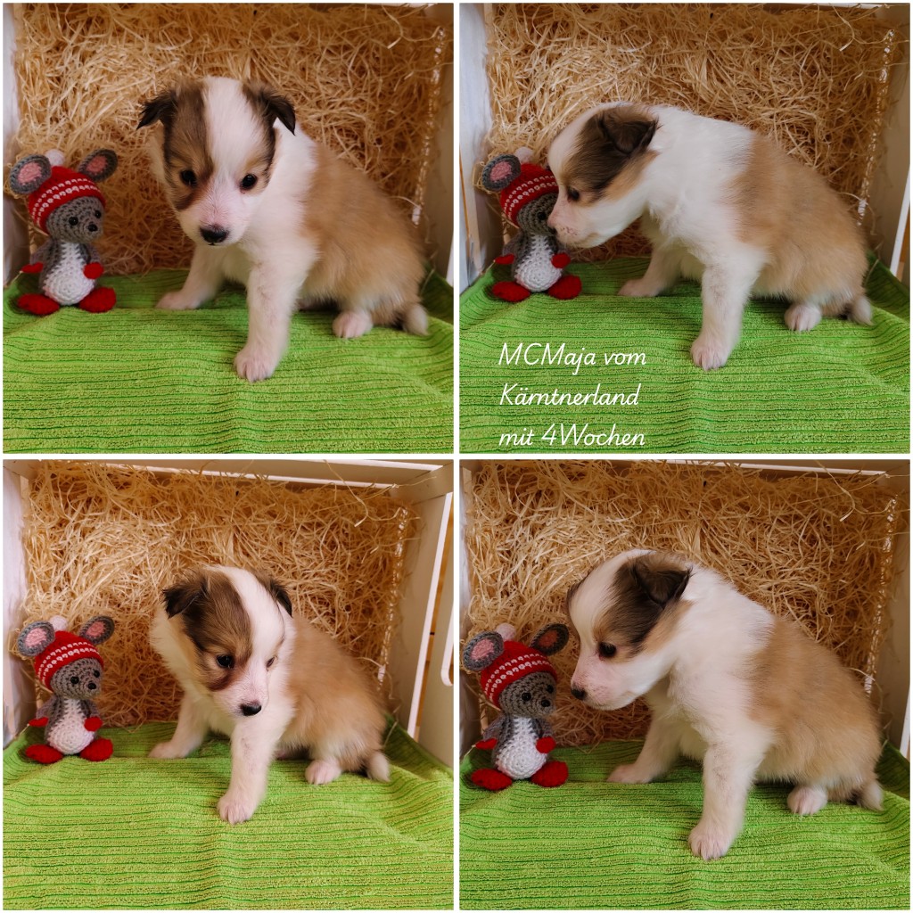 photocollage_20263118552892