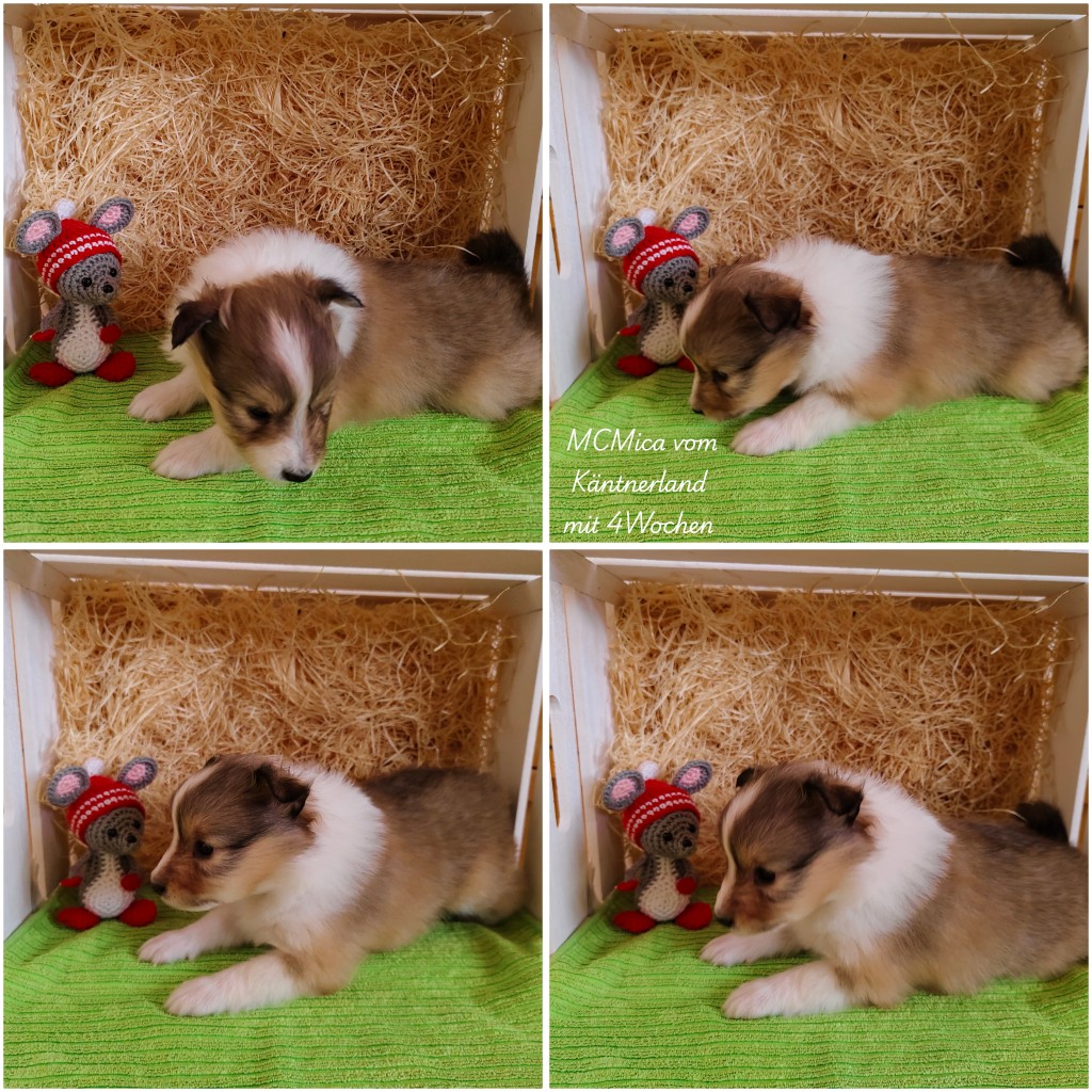 photocollage_202631185655446