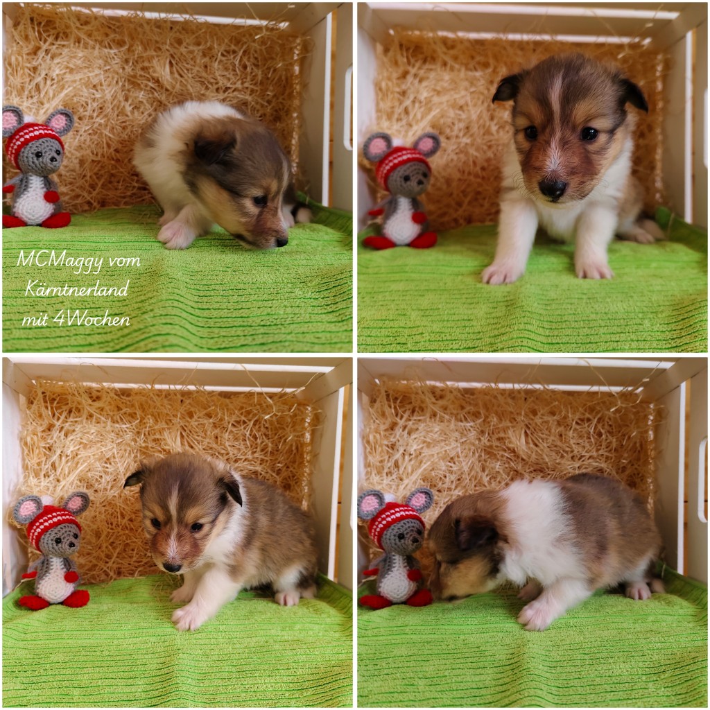 photocollage_202631185811484