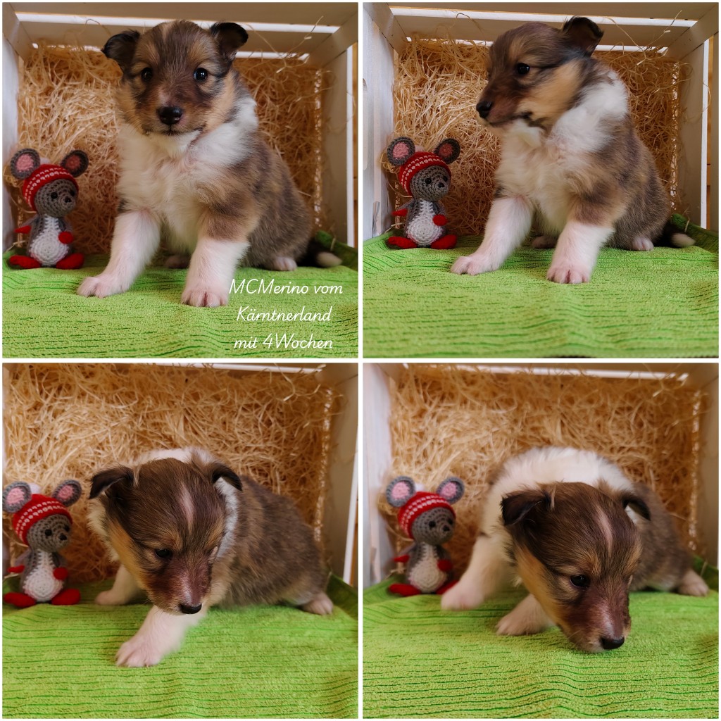 photocollage_202631185951368