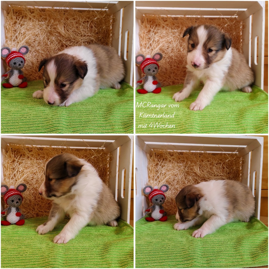 photocollage_2026311935997