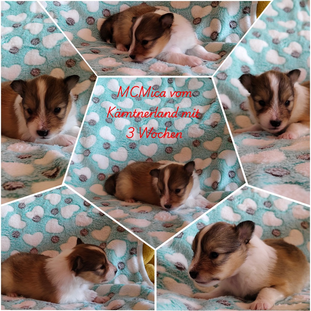 photocollage_202634112828813