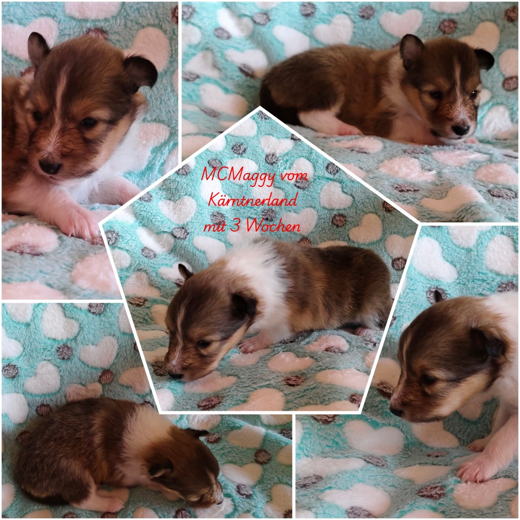 photocollage_202634113225266