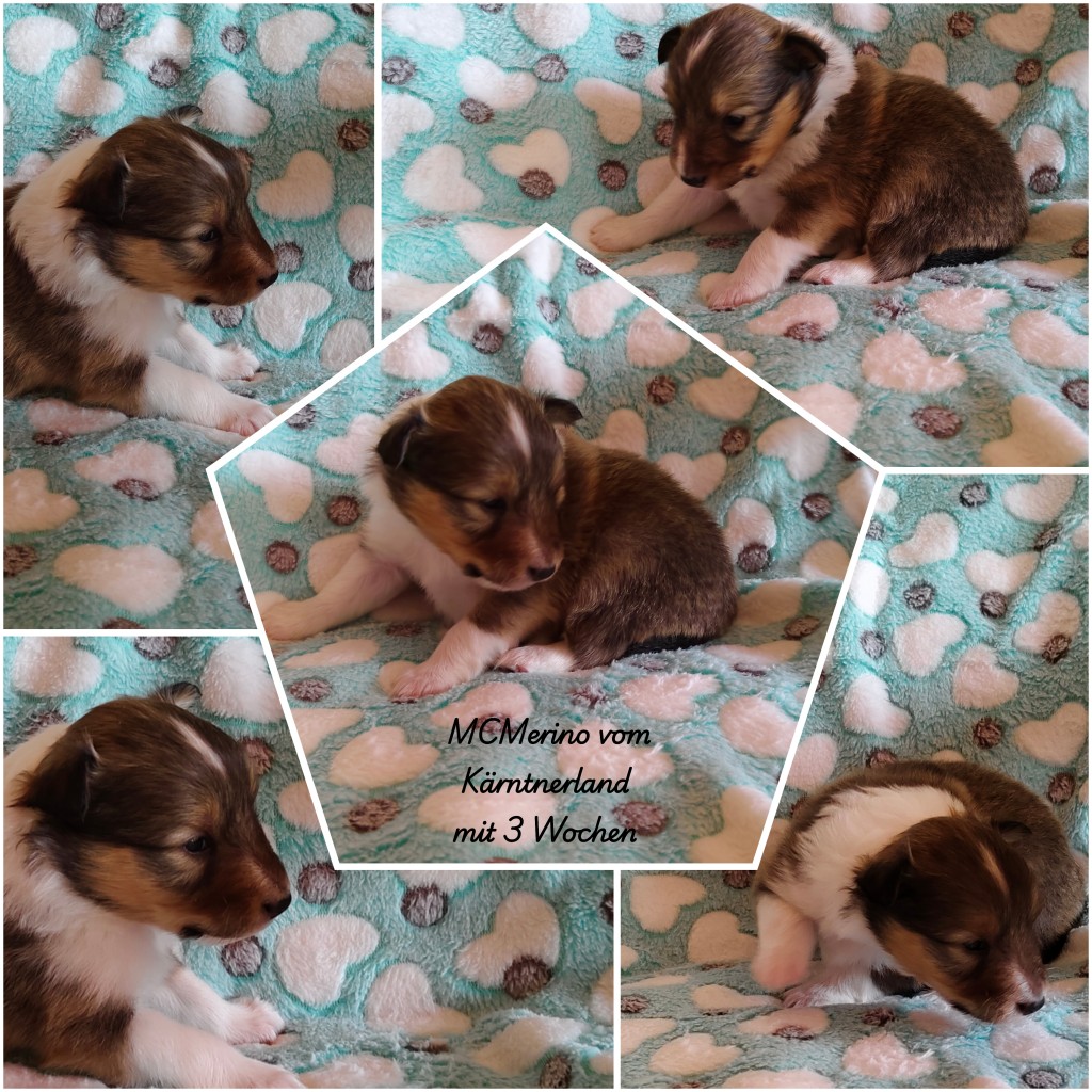 photocollage_2026341137597