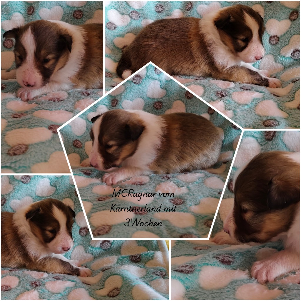 photocollage_202634131854646 1