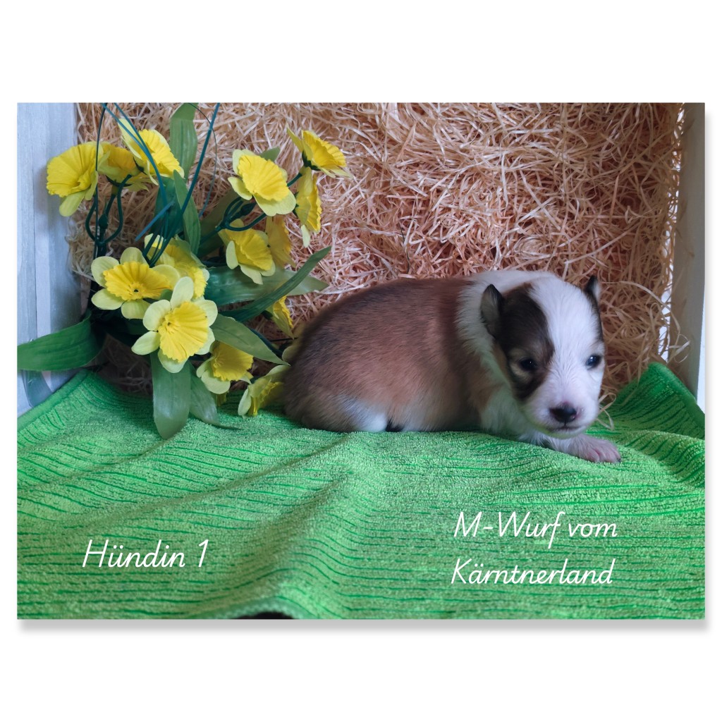 photocollage_2026225161112123