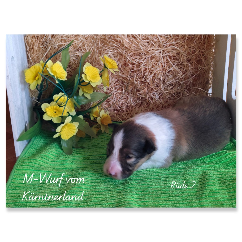 photocollage_2026225161353178