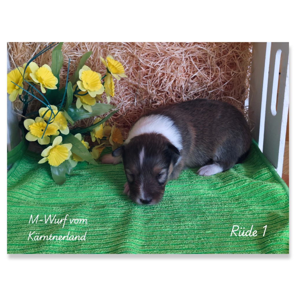 photocollage_20262251652186