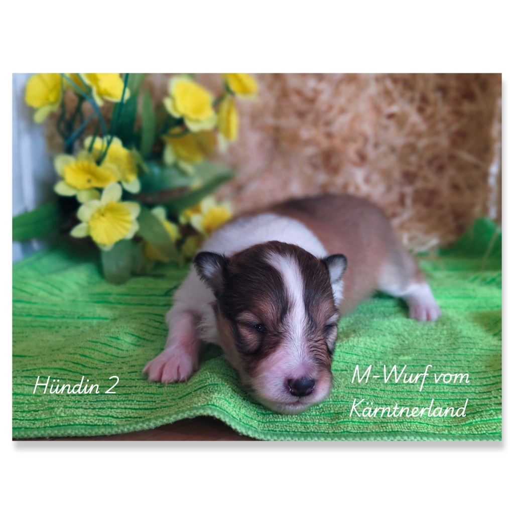 photocollage_202622516954654