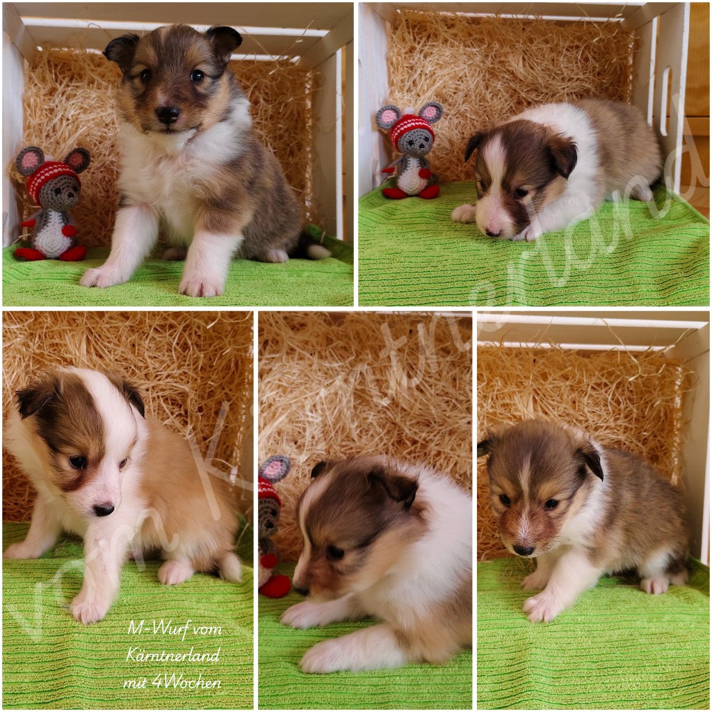 photocollage_20263119739388