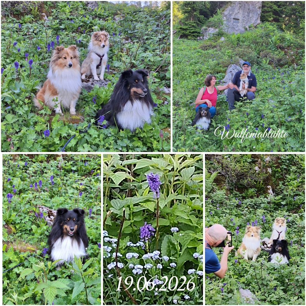 photocollage_2026620122947952